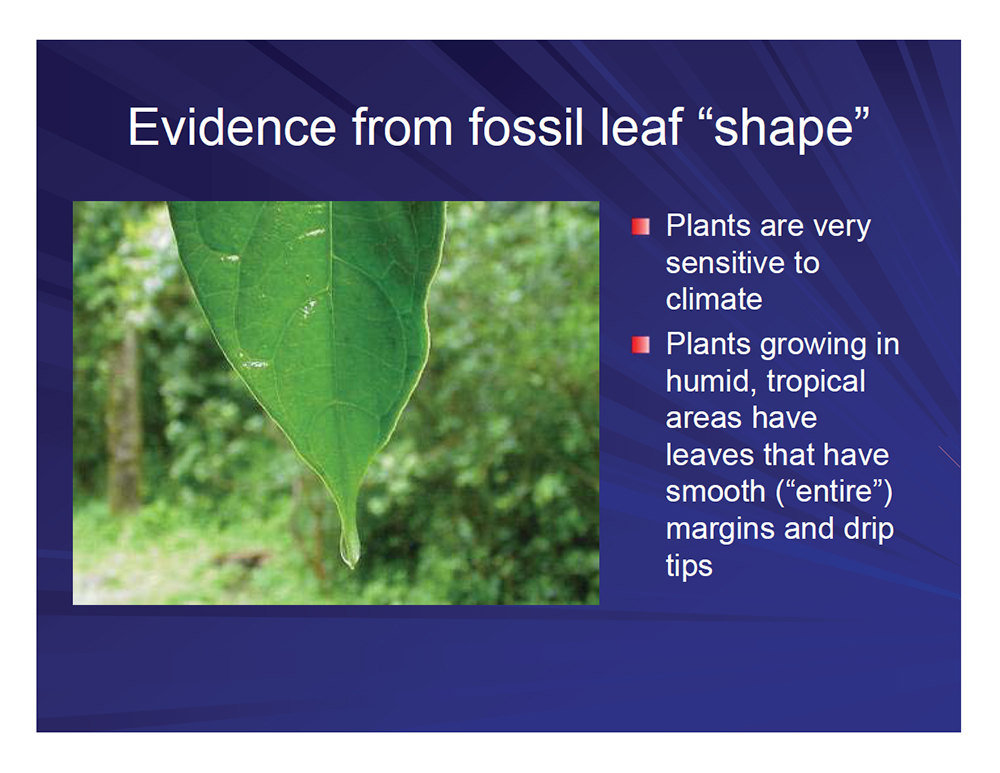 Evidence from fossil leaf shape