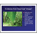 Evidence from fossil leaf shape