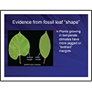 Evidence from fossil leaf &ldquo;shape&rdquo;