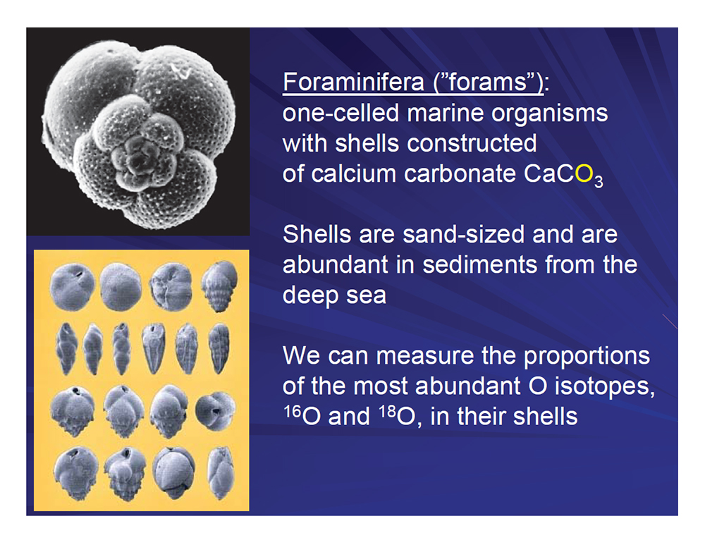 Foraminifera - forams