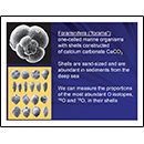 Foraminifera (forams)
